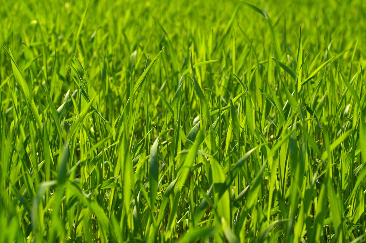 Clover Seed For Horse Pasture