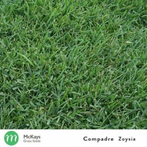 compadre zoysia grass seed