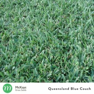 queensland blue couch grass seed