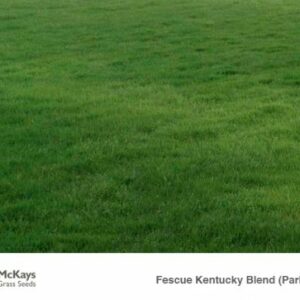 Parks Blend Kentucky Fescue blend