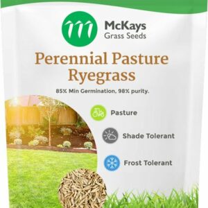 Pasture Perennial Ryegrass Seed