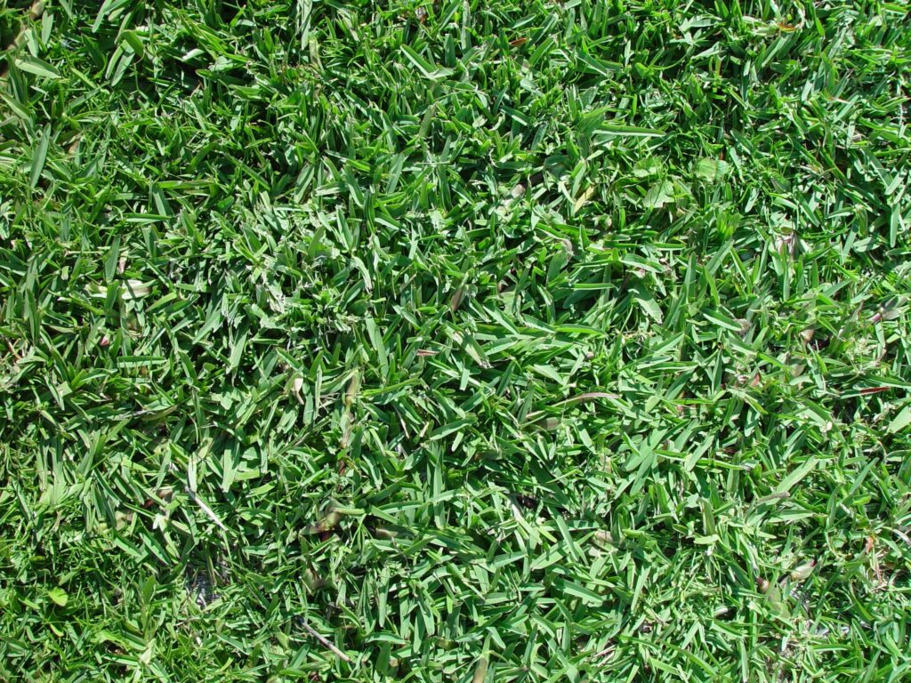 Buy Buffalo Seed from Australia leading grass seed experts.