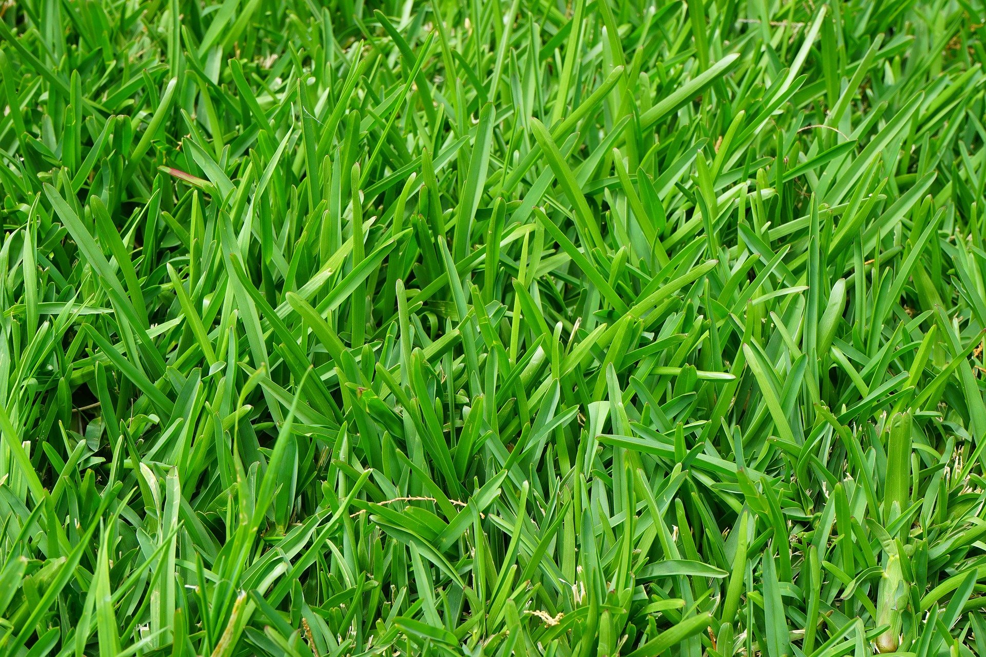 a-quick-guide-to-perennial-ryegrass-mckays-grass-seeds