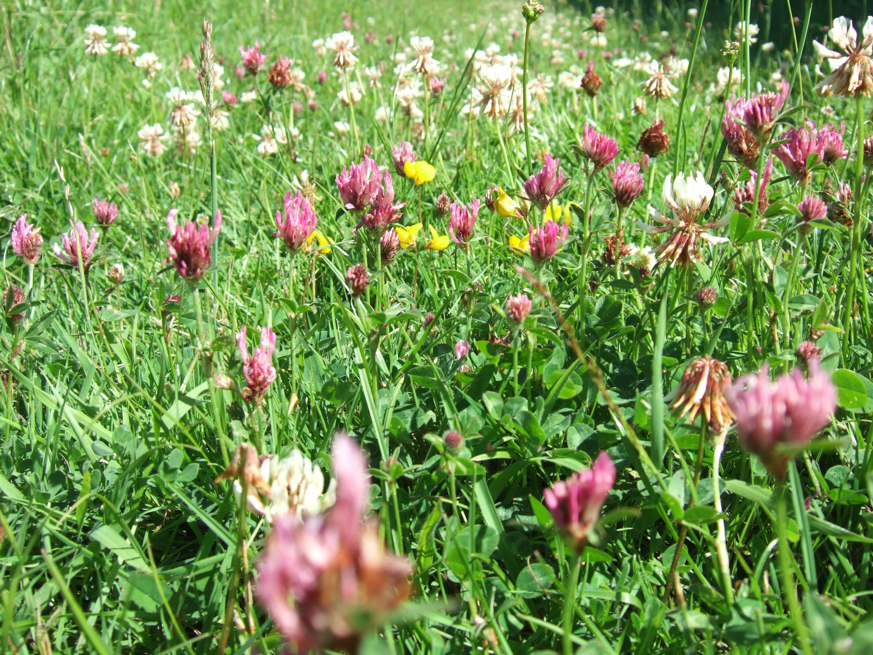 Red Clover vs White Clover: The Similarities and the Differences - McKays  Grass Seeds